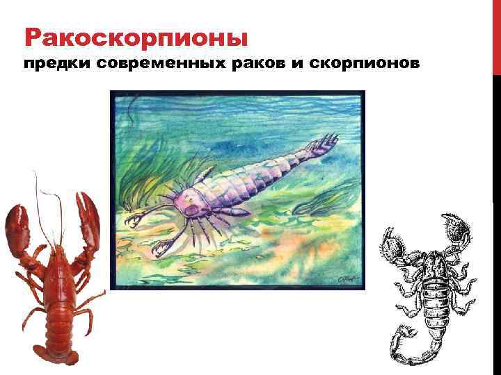 Ракоскорпионы предки современных раков и скорпионов 