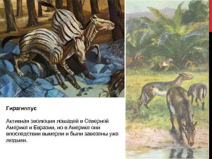 Гирагиппус Активная эволюция лошадей в Северной Америке и Евразии, но в Америке они впоследствии