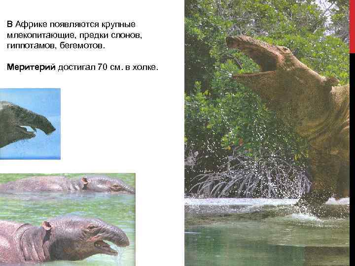 В Африке появляются крупные млекопитающие, предки слонов, гиппотамов, бегемотов. Меритерий достигал 70 см. в