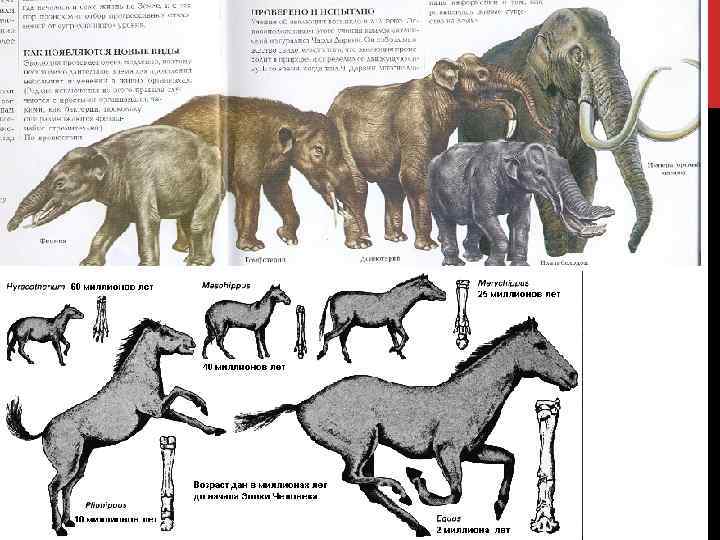 Расцвет млекопитающих какая эра. Плацентарные млекопитающие Кайнозой. Неогеновый период млекопитающие. Расцвет млекопитающих. Млекопитающих эпохи плейстоцена кости.