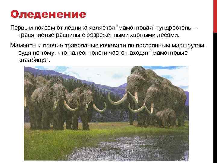 Оледенение Первым поясом от ледника является “мамонтовая” тундростепь – травянистые равнины с разреженными хвоными