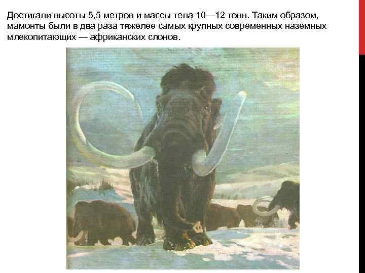 Достигали высоты 5, 5 метров и массы тела 10— 12 тонн. Таким образом, мамонты
