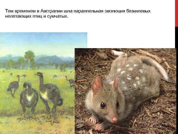 Тем временем в Австралии шла параллельная эволюция безкилевых нелетающих птиц и сумчатых. 