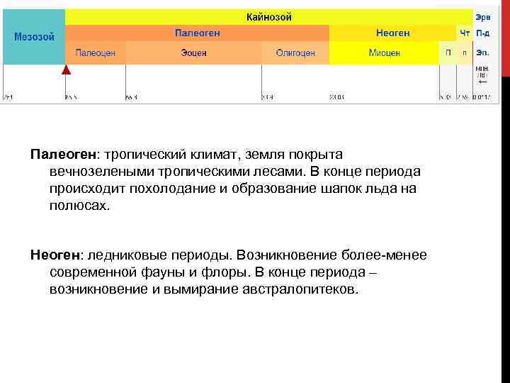 Палеоген: тропический климат, земля покрыта вечнозелеными тропическими лесами. В конце периода происходит похолодание и