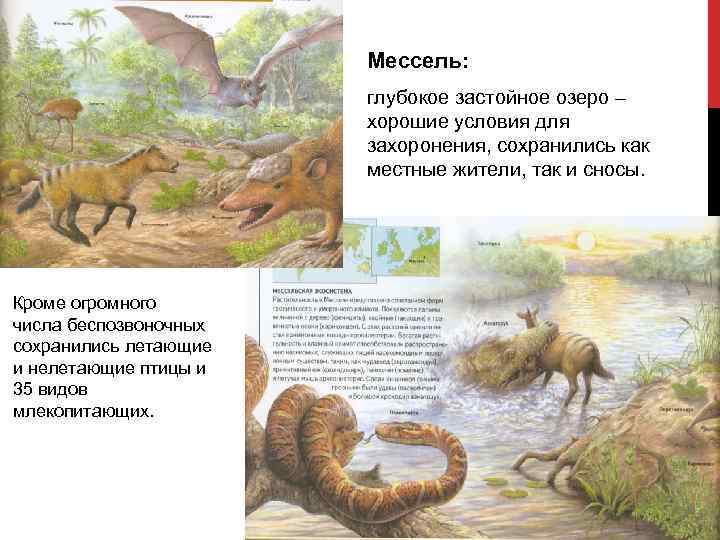 Мессель: глубокое застойное озеро – хорошие условия для захоронения, сохранились как местные жители, так