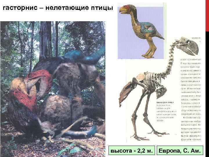 гасторнис – нелетающие птицы высота - 2, 2 м. Европа, С. Ам. 