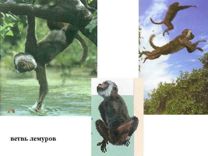 ветвь лемуров 