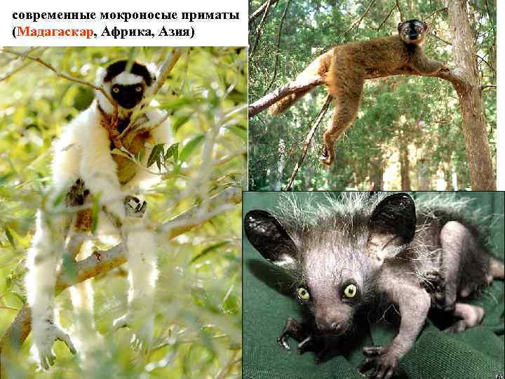 современные мокроносые приматы (Мадагаскар, Африка, Азия) 