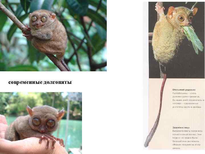 современные долгопяты 