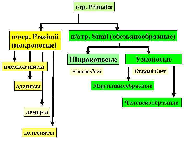 отр. Primates п/отр. Prosimii (мокроносые) плезиодаписы адаписы п/отр. Simii (обезьянообразные) Широконосые Новый Свет Узконосые