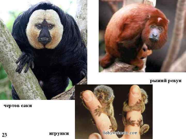 рыжий ревун чертов саки 23 игрунки 