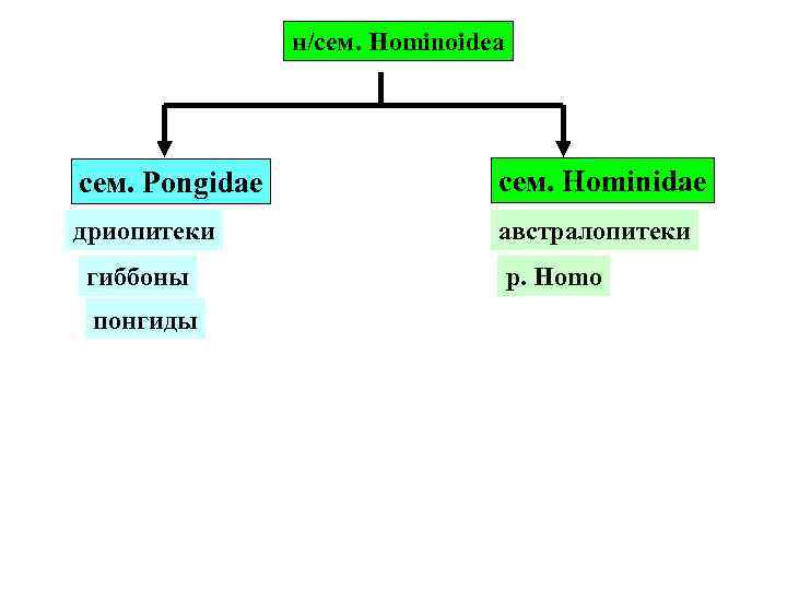 н/сем. Hominoidea cем. Pongidae сем. Hominidae дриопитеки австралопитеки гиббоны понгиды р. Homo 