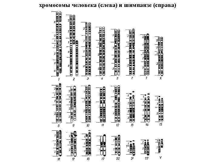 хромосомы человека (слева) и шимпанзе (справа) 