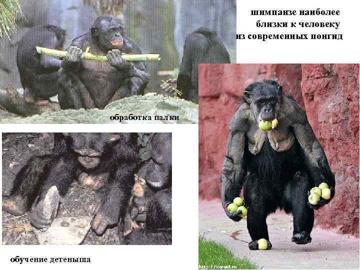 шимпанзе наиболее близки к человеку из современных понгид обработка палки обучение детеныша чисто человеческое
