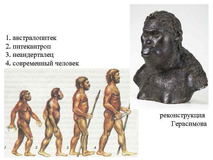 1. австралопитек 2. питекантроп 3. неандерталец 4. современный человек реконструкция Герасимова 