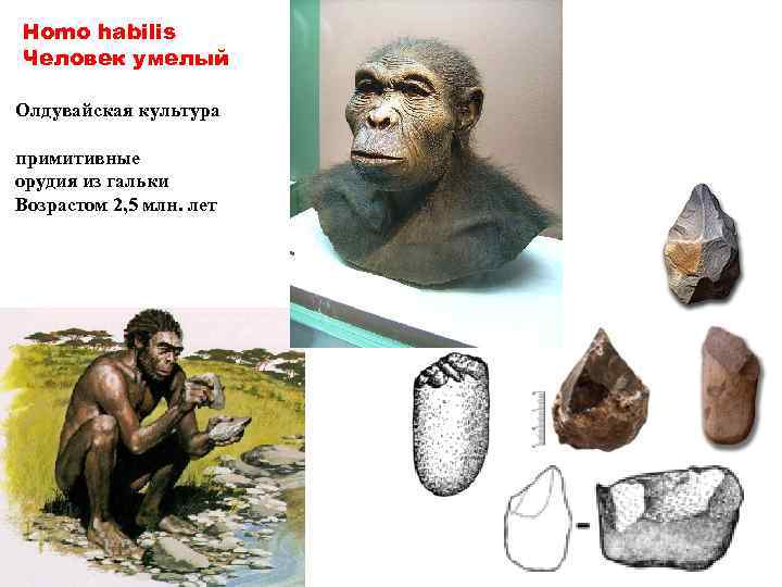 Homo habilis Человек умелый Олдувайская культура примитивные орудия из гальки Возрастом 2, 5 млн.