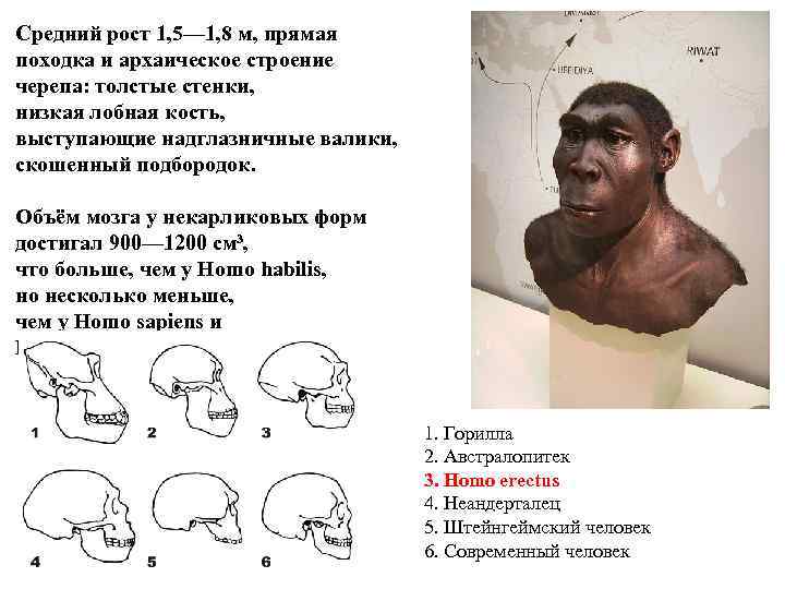 Средний рост 1, 5— 1, 8 м, прямая походка и архаическое строение черепа: толстые