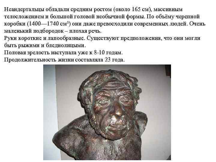 Неандертальцы обладали средним ростом (около 165 см), массивным телосложением и большой головой необычной формы.