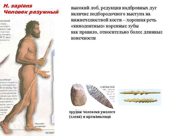 H. sapiens Человек разумный высокий лоб, редукция надбровных дуг наличие подбородочного выступа на нижнечелюстной
