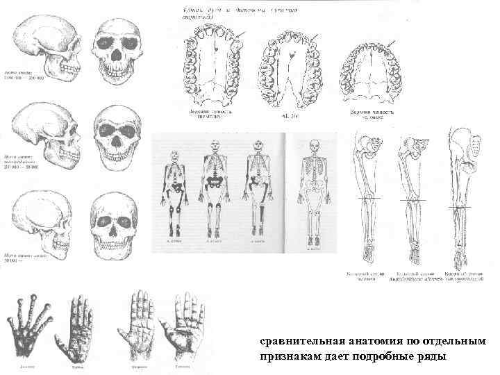 Сравнительная анатомия. Данные сравнительной анатомии. Сравнительная анатомия рисунки. Эволюция анатомия.
