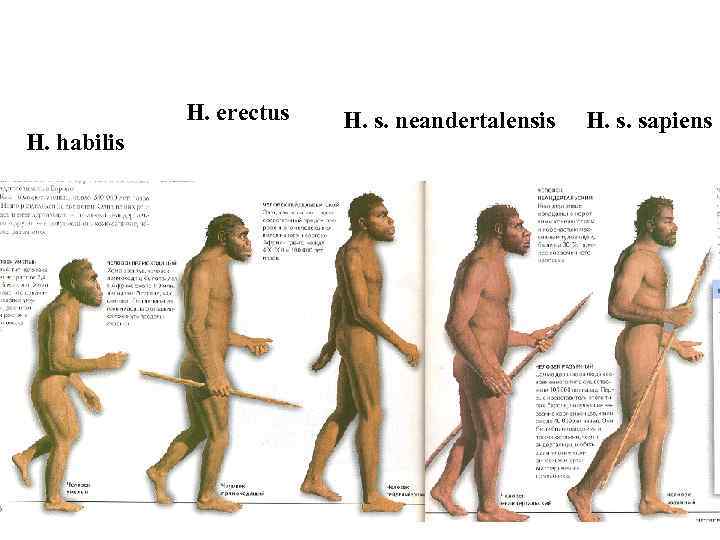 H. erectus H. habilis H. s. neandertalensis H. s. sapiens 