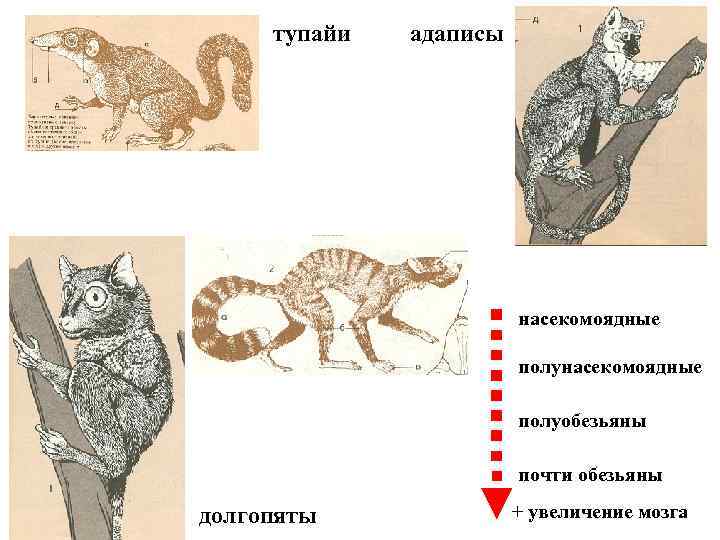 тупайи адаписы насекомоядные полуобезьяны почти обезьяны долгопяты + увеличение мозга 