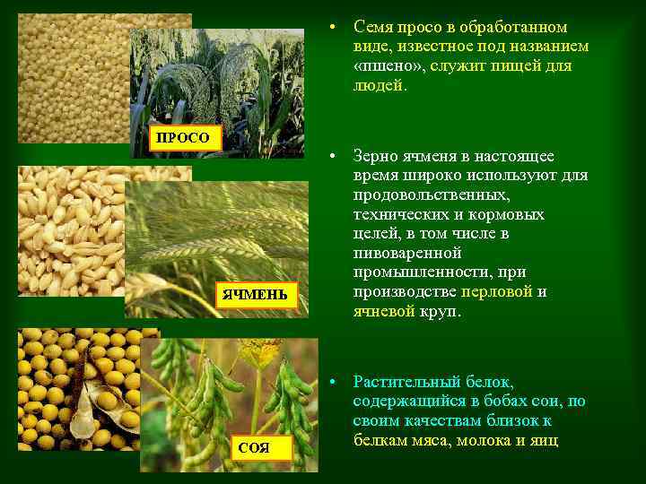  • Семя просо в обработанном виде, известное под названием «пшено» , служит пищей