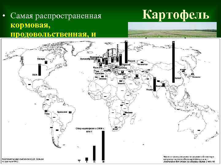  • Самая распространенная кормовая, продовольственная, и техническая культура. • Хорошо растет в условиях