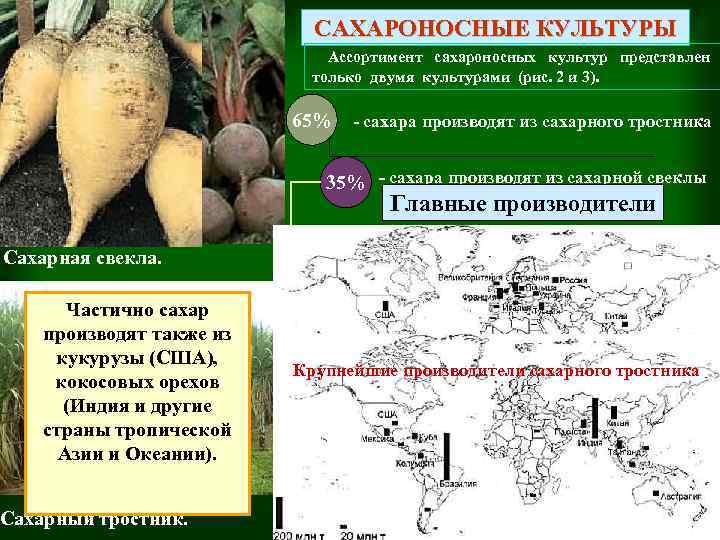 Страны производства сахарной свеклы