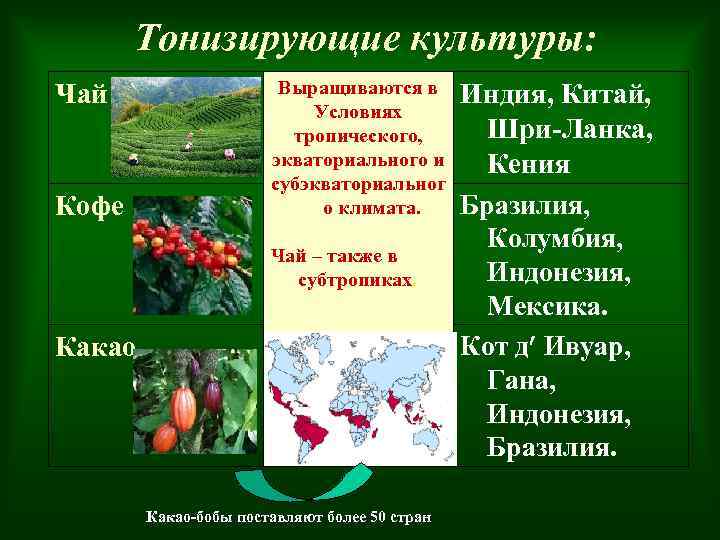 Тонизирующие культуры: Чай Кофе Выращиваются в Условиях тропического, экваториального и субэкваториальног о климата. Чай
