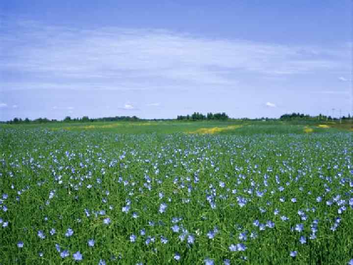 ЛЁН- «наиболее древний текстиль, который остается вечным» • Эта культура возделывалась еще в эгейский
