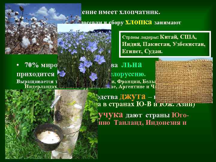  • Наибольшее значение имеет хлопчатник. – Первое место по посевам и сбору хлопка