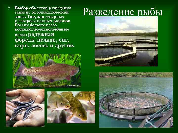  • Выбор объектов разведения зависит от климатической зоны. Так, для северных и северо-западных