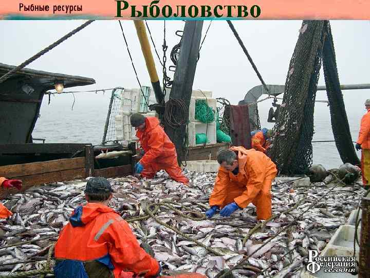 Рыболовство К числу самых продуктивных акваторий Мирового океана, которые Вернадский назвал сгущениями жизни, относятся