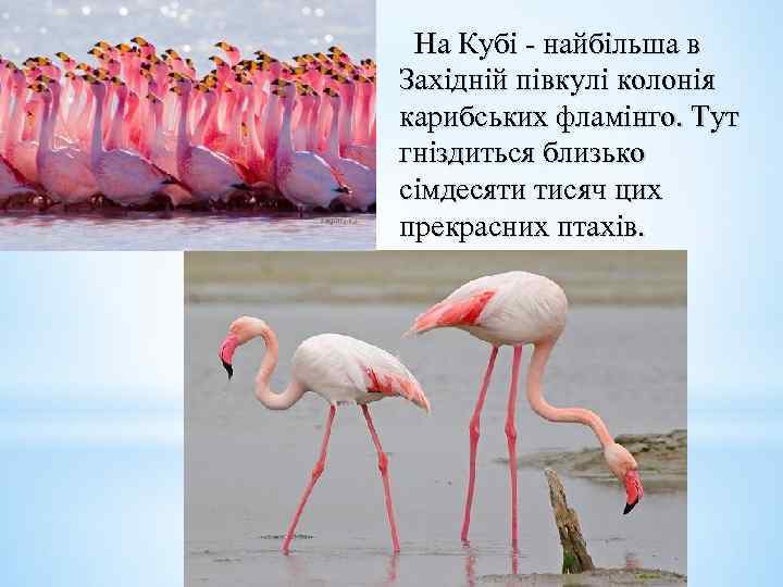 На Кубі - найбільша в Західній півкулі колонія карибських фламінго. Тут гніздиться близько сімдесяти