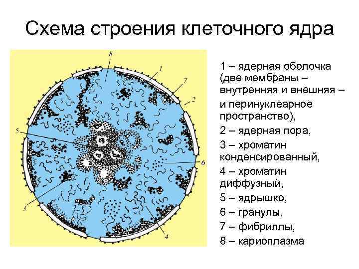 Схема строения клеточного ядра 1 – ядерная оболочка (две мембраны – внутренняя и внешняя