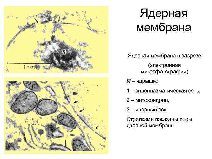 Ядерная мембрана в разрезе (электронная микрофотография) Я – ядрышко, 1 – эндоплазматическая сеть, 2