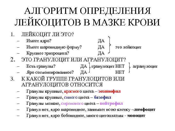 АЛГОРИТМ ОПРЕДЕЛЕНИЯ ЛЕЙКОЦИТОВ В МАЗКЕ КРОВИ 1. ЛЕЙКОЦИТ ЛИ ЭТО? – – – 2.