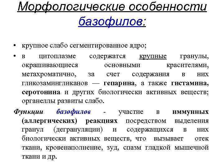 Морфологические особенности базофилов: • крупное слабо сегментированное ядро; • в цитоплазме содержатся крупные гранулы,