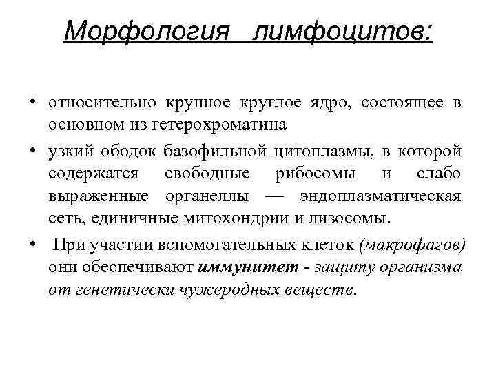 Морфология лимфоцитов: • относительно крупное круглое ядро, состоящее в основном из гетерохроматина • узкий
