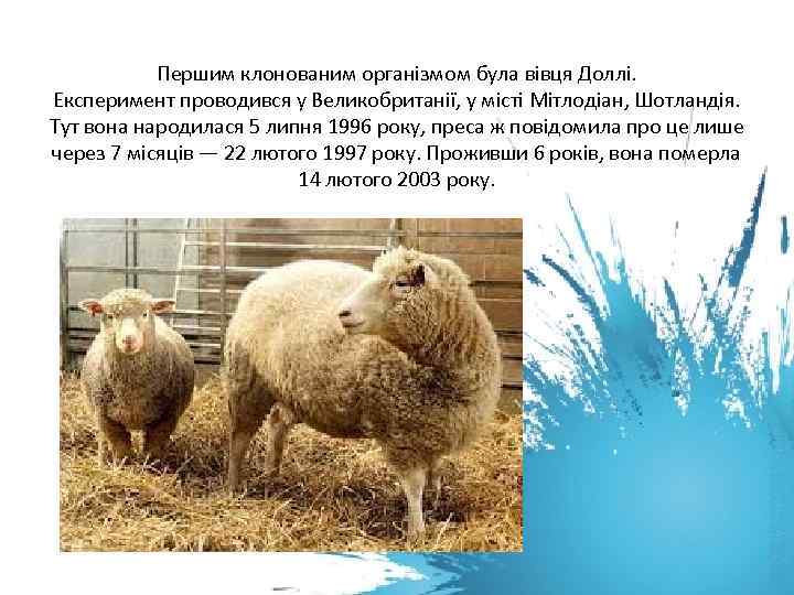 Першим клонованим організмом була вівця Доллі. Експеримент проводився у Великобританії, у місті Мітлодіан, Шотландія.