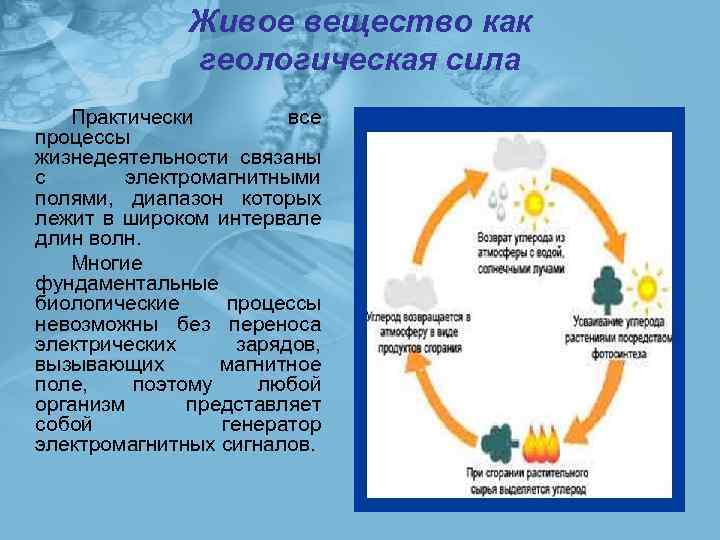 Живое вещество как геологическая сила Практически все процессы жизнедеятельности связаны с электромагнитными полями, диапазон