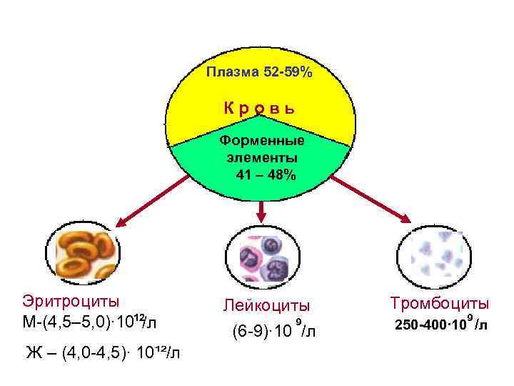 Плазма 52 -59% Кровь Форменные элементы 41 – 48% Эритроциты М-(4, 5– 5, 0)∙