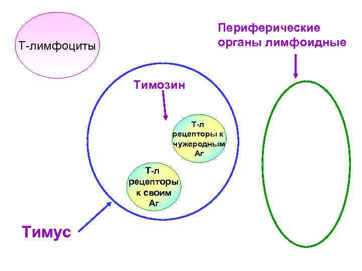 Периферические органы лимфоидные Т-лимфоциты Тимозин Т-л рецепторы к чужеродным Аг Т-л рецепторы к своим