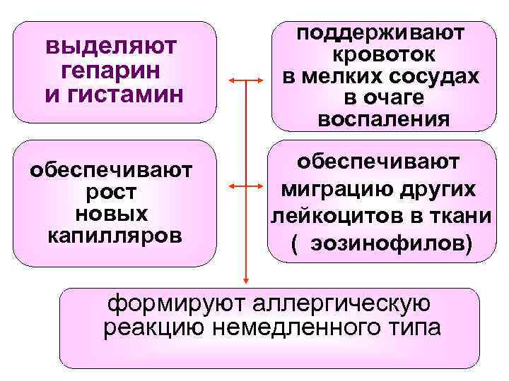 выделяют гепарин и гистамин поддерживают кровоток в мелких сосудах в очаге воспаления обеспечивают рост