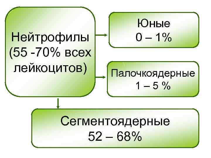 Нейтрофилы (55 -70% всех лейкоцитов) Юные 0 – 1% Палочкоядерные 1– 5% Сегментоядерные 52