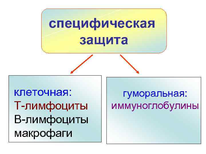 специфическая защита клеточная: Т-лимфоциты В-лимфоциты макрофаги гуморальная: иммуноглобулины 