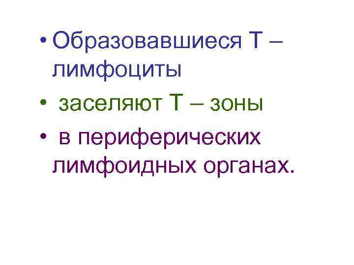  • Образовавшиеся Т – лимфоциты • заселяют Т – зоны • в периферических