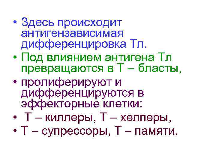  • Здесь происходит антигензависимая дифференцировка Тл. • Под влиянием антигена Тл превращаются в