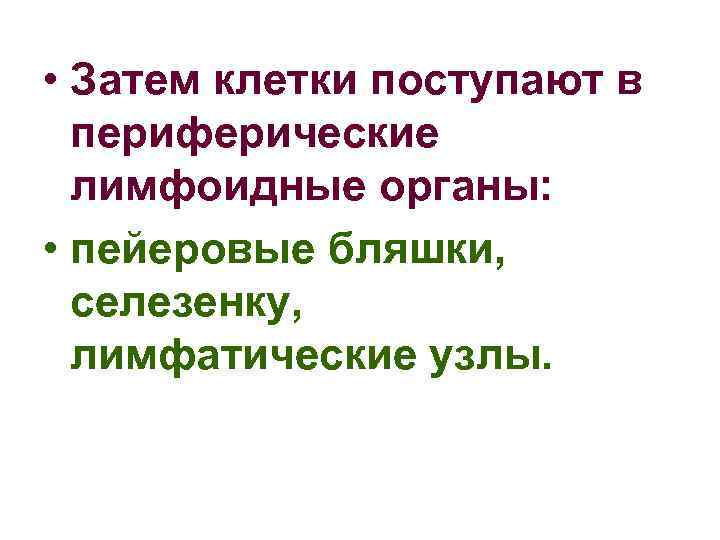  • Затем клетки поступают в периферические лимфоидные органы: • пейеровые бляшки, селезенку, лимфатические